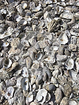 Oysters Wall