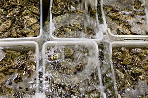 Oysters washing, oysters in boxes with water