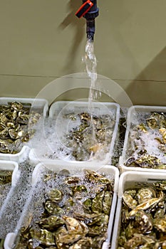 Oysters washing, oysters in boxes, water tap