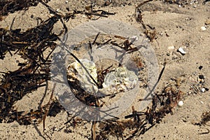 Oysters in the water of a sandy beach