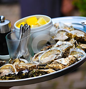 Oysters at a Wedding Reception