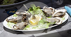 oysters on white bowl with lemon and a fork