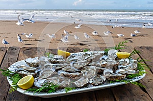 Oysters and white wine in a restaurant with a sea view seagulls on sandy beach,