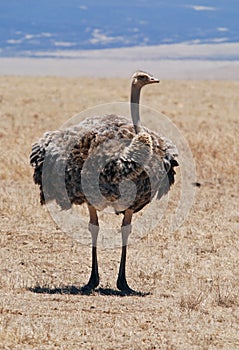 Oystrich in Ngorongoro N.P.