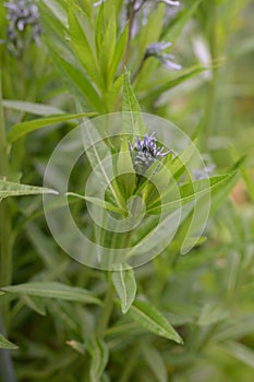 Ozark bluestar Amsonia illustris, budding star-shaped flowers