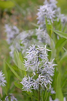 Ozark bluestar Amsonia illustris, plant with whitish-blue star-shaped flowers