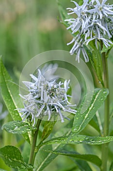 Ozark bluestar, Amsonia illustris, with some whitish-blue star-shaped flowers