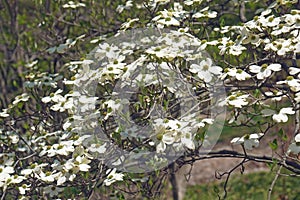 Ozark Spring flowering dogwood tree in blossom.