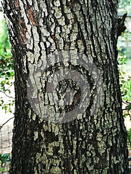 Rough wood texture trunk tree
