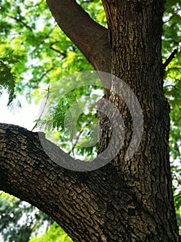 Rough wood texture trunk tree