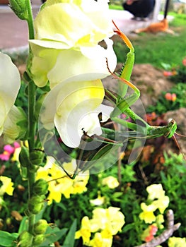 A Praying Mantis posing on white flowers