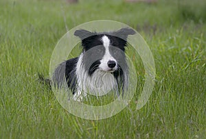 ozzy border collie dog among the grass photo