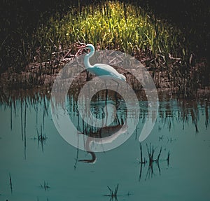 Egret Reflection