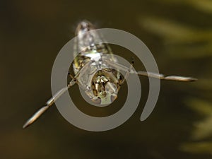 P6280279 aquatic backswimmer, Notonecta species, resting under the surface of the water, cECP 2024 photo