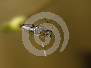 P6280245 aquatic backswimmer, Notonecta species, side view, resting under the surface of the water, cECP 2024 photo
