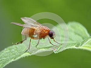 P1010034 bright orange fly, Thricops diaphanu, on a green leaf, Deas Island, BC cECP 2020 photo