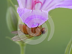 P1010101 bright orange fly, Thricops diaphanu, under a geranium flower petal, Delta, BC cECP 2020 photo
