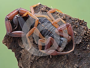 P1010125 Centruroides gracilis, Florida bark scorpion, on bark cECP 2020 photo