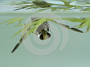 P7080008 Close-up of a grousewinged backswimmer Notonecta undulata upside-down under the water surface, British Columbia, Canada photo