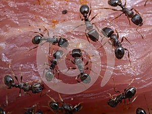 P8241841 close-up of pavement ants, Tetramorium immigrans, on meat cECP 2022