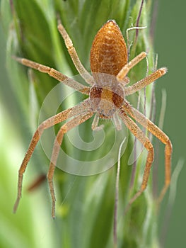 P1010011 close-up of a pretty crab spider, Philodromus rufus, on grass cECP 2020 photo