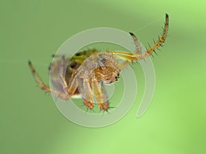 P1010082 close-up of a tiny sixspotted orbweaver spider, Araniella displicata cECP 2020 photo