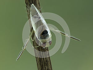 P7080046 Dorsal view of an aquatic grousewinged backswimmer Notonecta undulata perched on a submerged stick. Delta, British photo