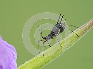 P7200137 feeding black aphid, Family Aphididae, Deas Island, Delta, British Columbia, Canada cECP 2020 photo