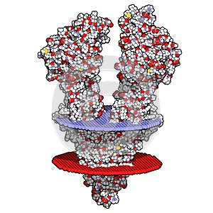 P-glycoprotein 1 P-gp multidrug transporter protein. Efflux pump that pumps many drugs out of cells. Involved in multidrug. photo