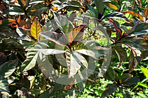 P. kewense plant