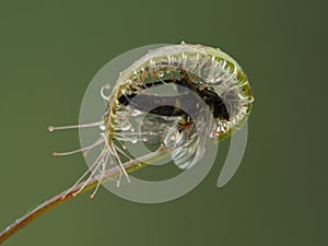 P6010008 leaf of a cape sundew carnivorous plant Drosera capensis that has trapped and enveloped a snipe fly cECP 2021