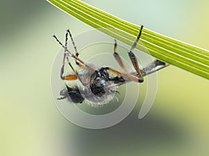 P4120100 male March fly, Bibio vestitus, close-up underneath a leaf cECP 2022 photo