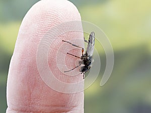 P4120096 male March fly, Bibio vestitus, on a person`s finger cECP 2022 photo