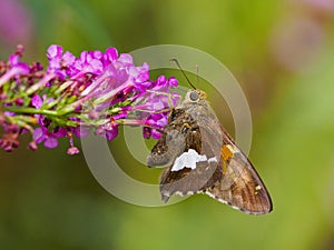 Silver Spotted Skipper