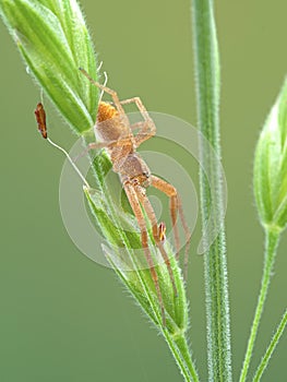 P1010003 pretty crab spider, Philodromus rufus,resting on the seeds of a clump of grass cECP 2020 photo