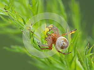 P1010044 pretty sixspotted orbweaver spider, Araniella displicata, on plant cECP 2020 photo