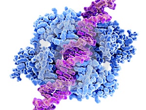 P53 tumor suppressor bound to DNA photo