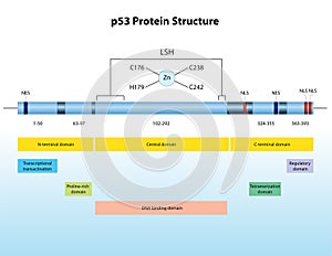 P53 protein structure photo
