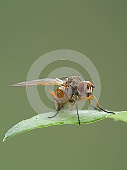 root-maggot fly Anthomyiidae sp on leaf copyright ernie cooper 2019