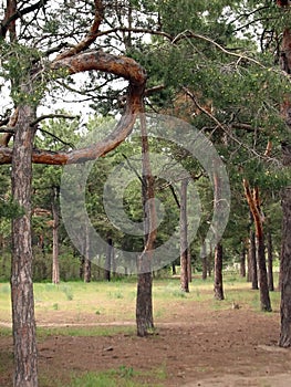 P shaped wood pine