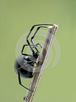 P5130028 side view of female black widow spider climbing on a stick, Boundary Bay, Delta, Canada cECP 2021