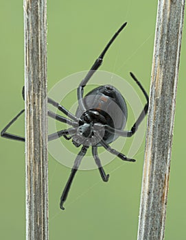 P5130033 ventral view of female black widow spider from Boundary Bay, Delta, Canada cECP 2021