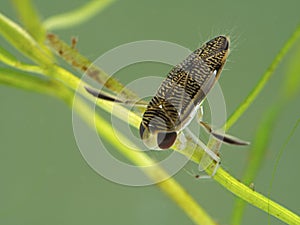 P1010023 water boatman, Corixidae, underwater on aquatic plant. Delta, British Columbia, Canada cECP 2020