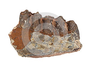 P1010001 Oreodont jaw fragment, Merycoidodon sp, from South Dakota, USA cECP 2019