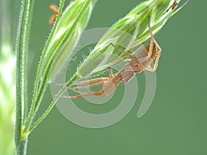 P1010003 pretty crab spider, Philodromus rufus,resting on the seeds of a clump of grass cECP 2020