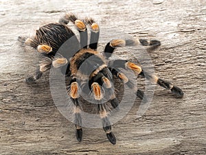P1010006 Mexican orangeknee tarantula, Brachypelma hamorii, on wood cCEP 2018