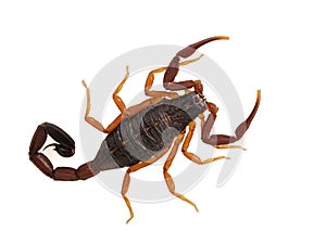 P1010007 Subadult Florida bark scorpion, Centruroides gracilis, dorsal,  isolated cECP