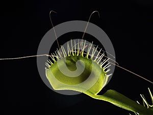 P1010011 backlit venus flytrap plant, Dionaea muscipula, showing captured prey inside cECP 2020