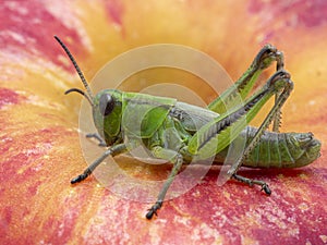 P1010012 green subadult male two-striped grasshopper Melanoplus bivittatus isolated on a brightly colored apple cECP 2020