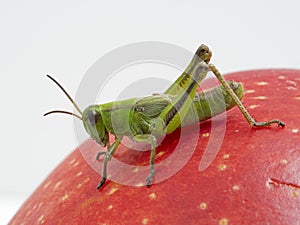 P1010015 green subadult male two-striped grasshopper Melanoplus bivittatus on a red apple, Delta BC cECP 2020